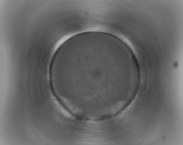 X0000091961230200709061255