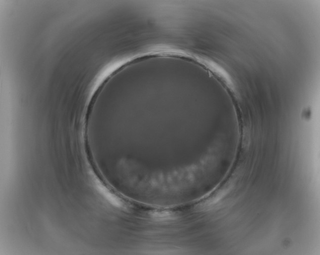 X0000091961231200709061255