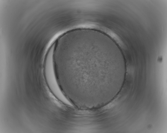 X0000091961232200709061255