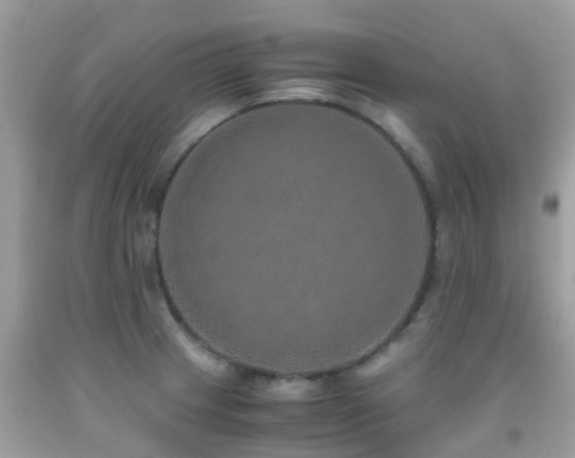 X0000091961233200709061255