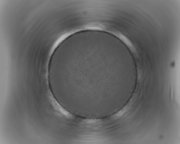 X0000091961240200709061255