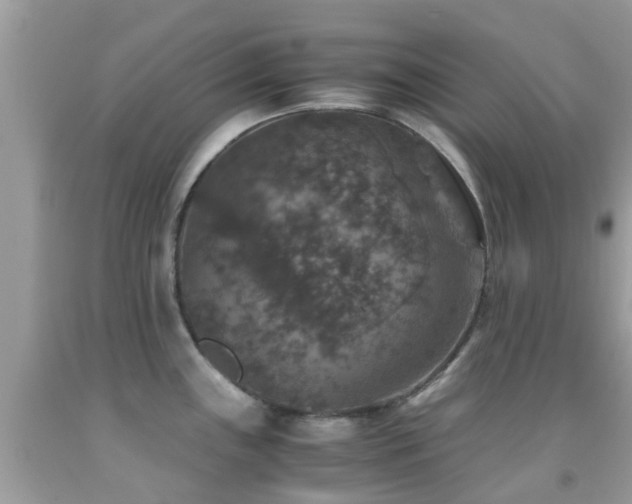 X0000091961243200709061255