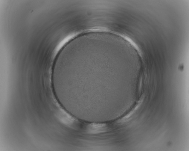 X0000091961325200709061253