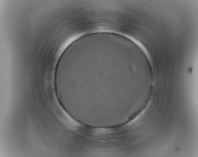 X0000091961333200709061254