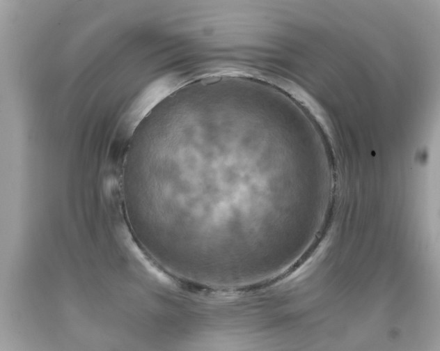 X0000091961385200709061252