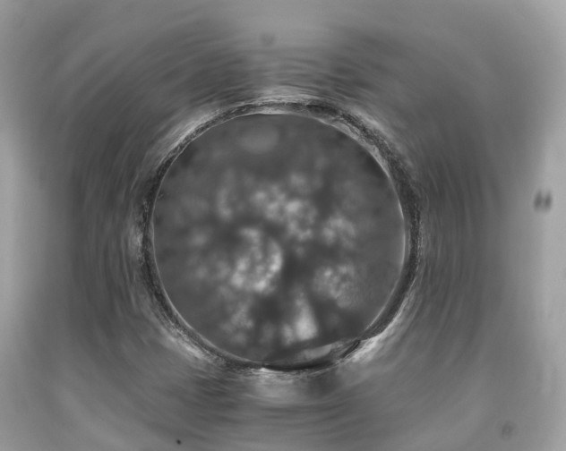 X0000091961401200709061252