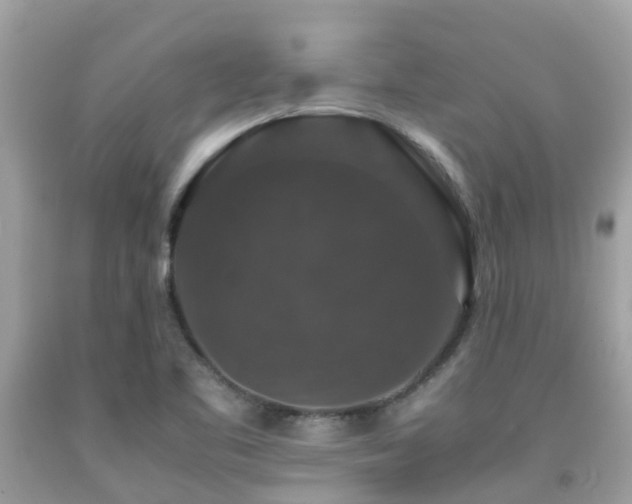 X0000091961461200709061251