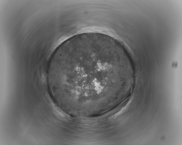 X0000091961505200709061251