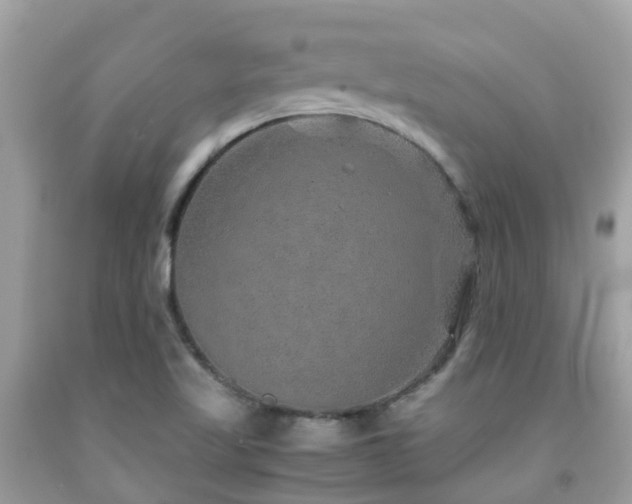 X0000091961509200709061251