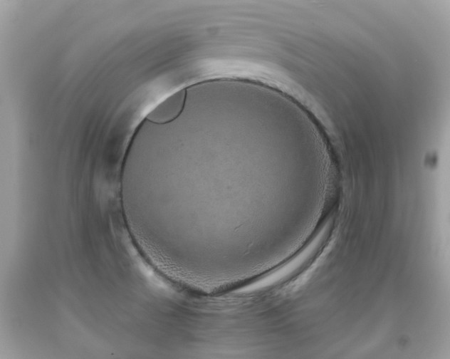 X0000091961521200709061251