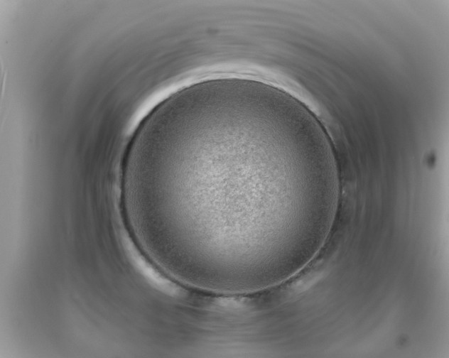 X0000091961523200709061251