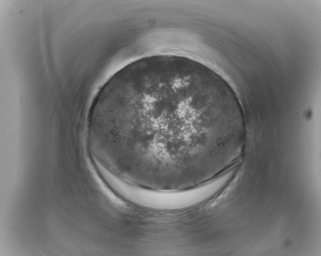 X0000091961525200709061251