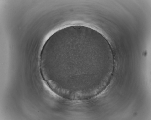 X0000091961527200709061251