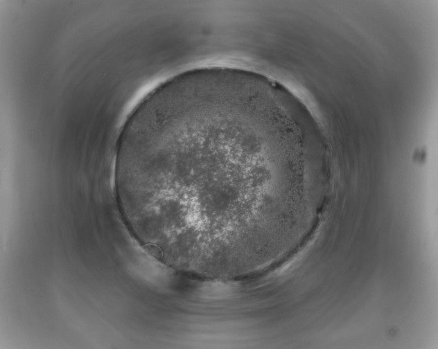 X0000091961224200709131219