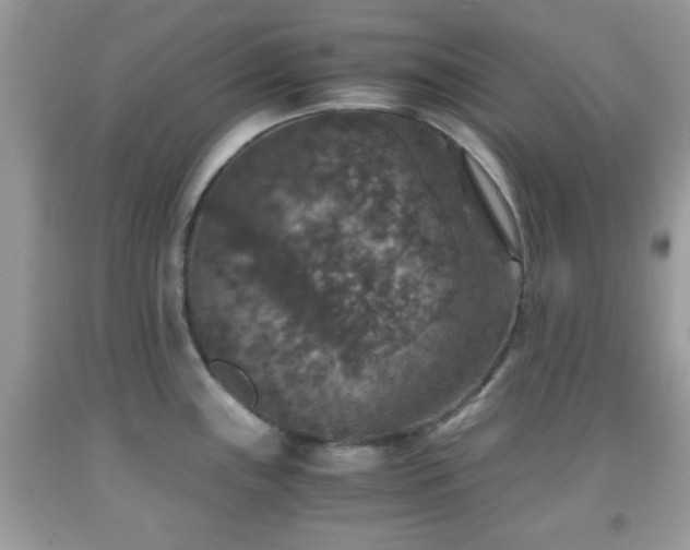 X0000091961243200709131220