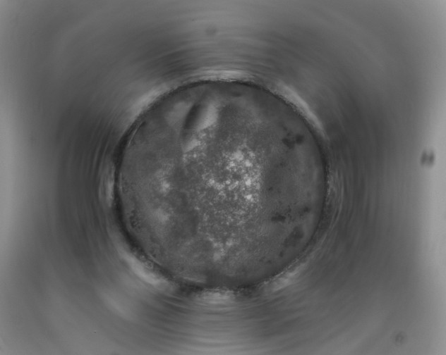 X0000091960110200709201352