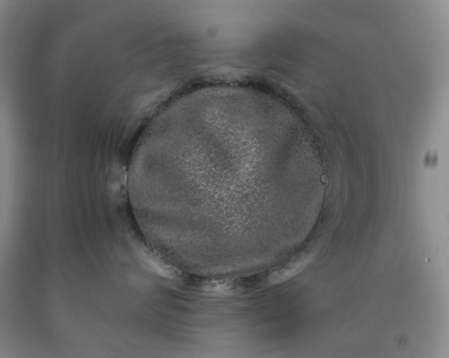 X0000091960624200709201345