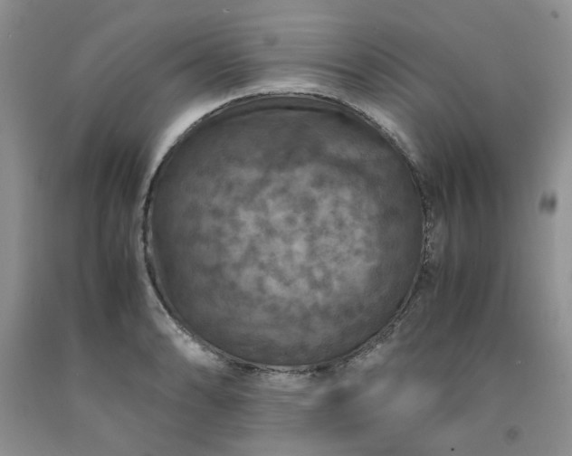 X0000091961086200709201338