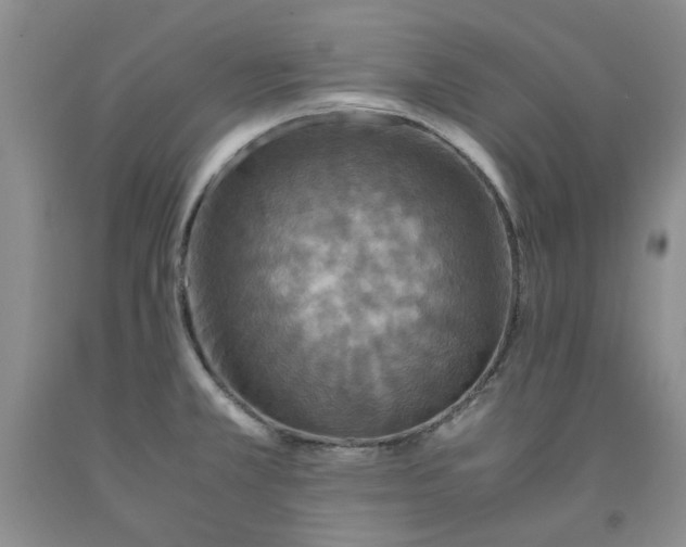 X0000091961381200709201335