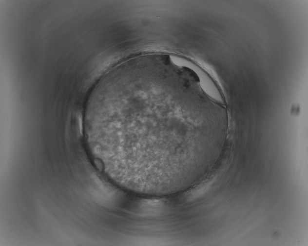 X0000091960061200709271355