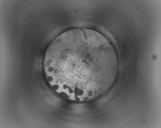 X0000091960065200709271355