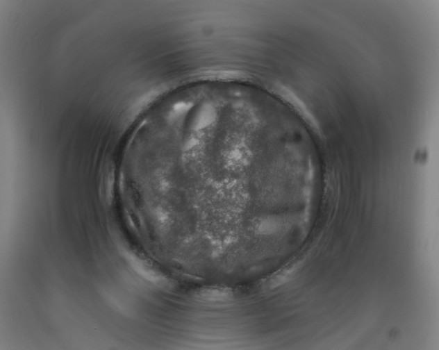 X0000091960110200709271355