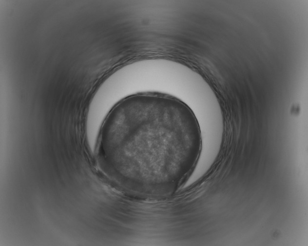 X0000091960416200709271350