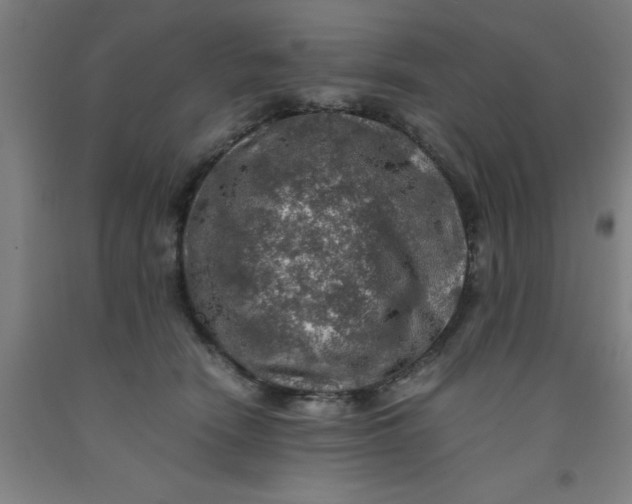 X0000091960466200709271350