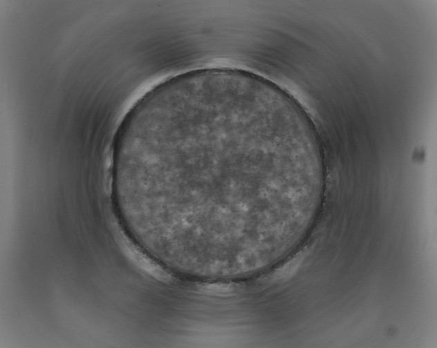 X0000091961126200709271340