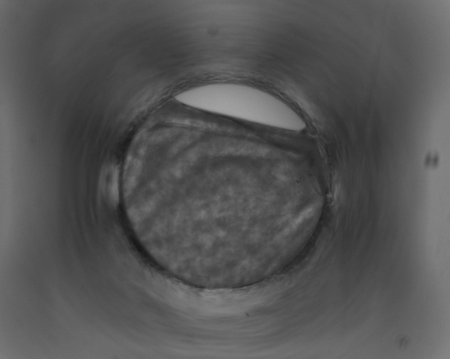 X0000091960022200710041038