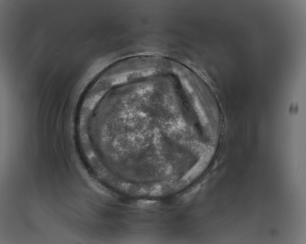 X0000091960055200710041037
