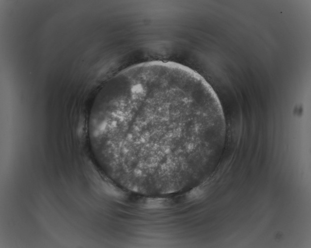 X0000091960134200710041036