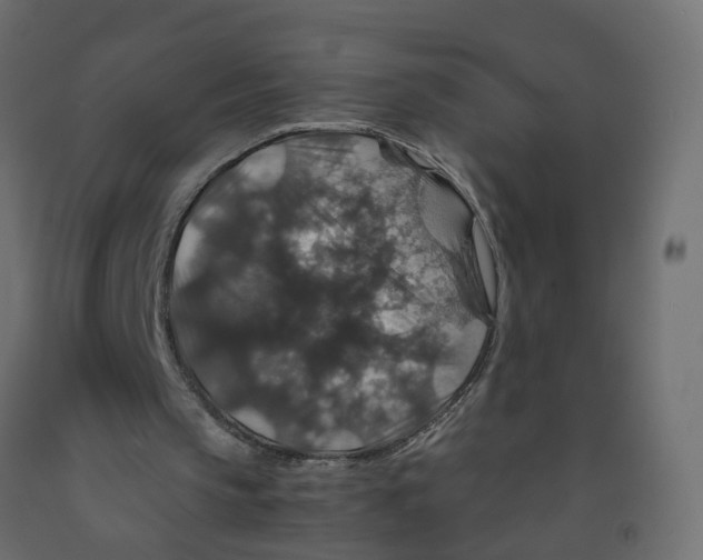 X0000091960145200710041035