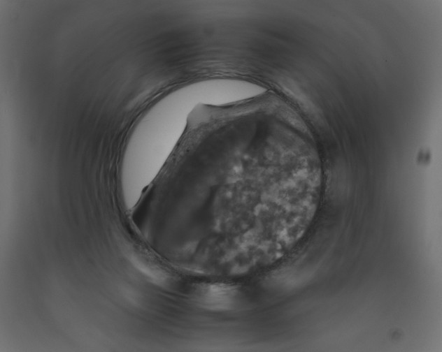 X0000091960165200710041036