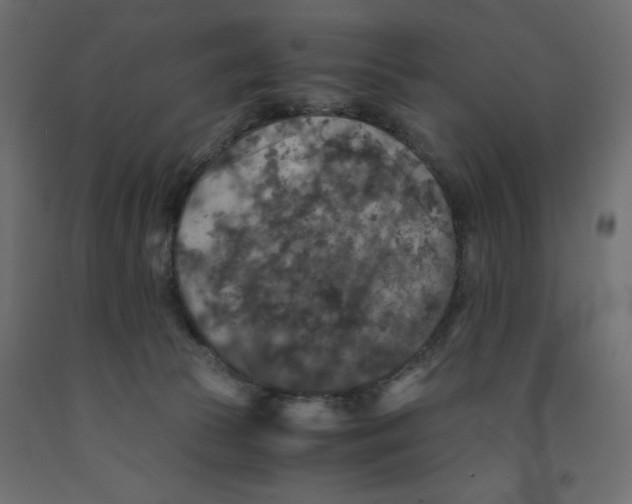 X0000091960177200710041036