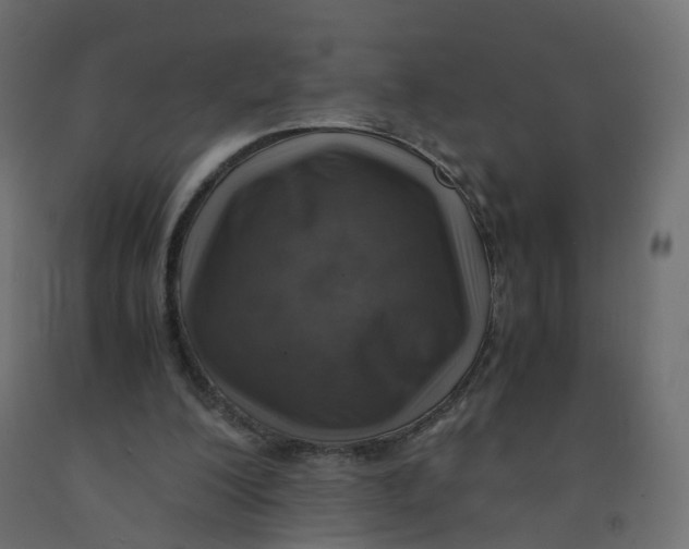 X0000091960200200710041035