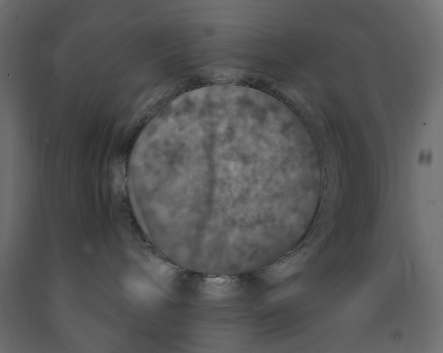 X0000091960240200710041035