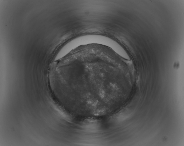 X0000091960260200710041034