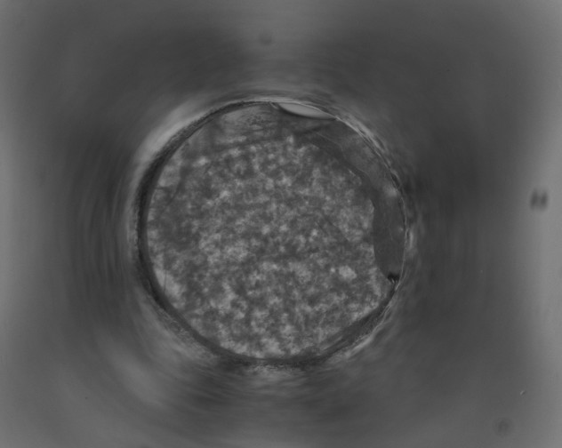 X0000091960343200710041033