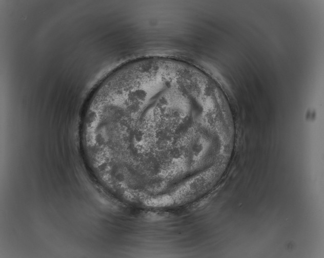 X0000091960346200710041033