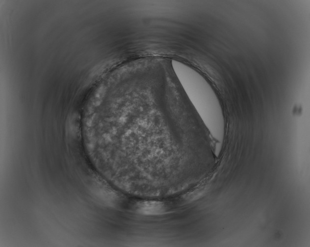 X0000091960361200710041033