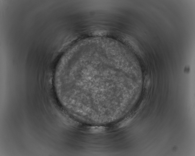 X0000091960363200710041033