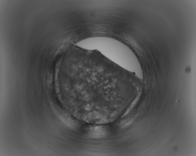 X0000091960365200710041033