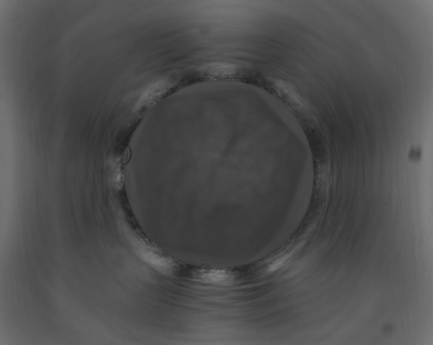 X0000091960383200710041033