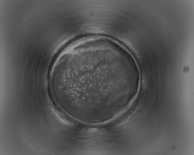 X0000091960390200710041032
