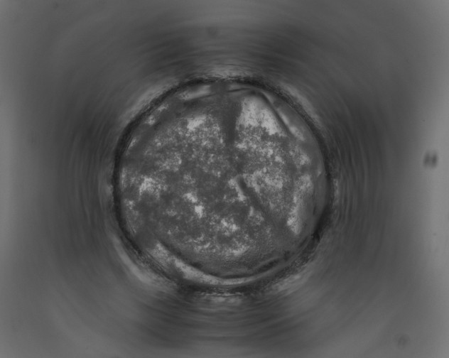 X0000091960443200710041031