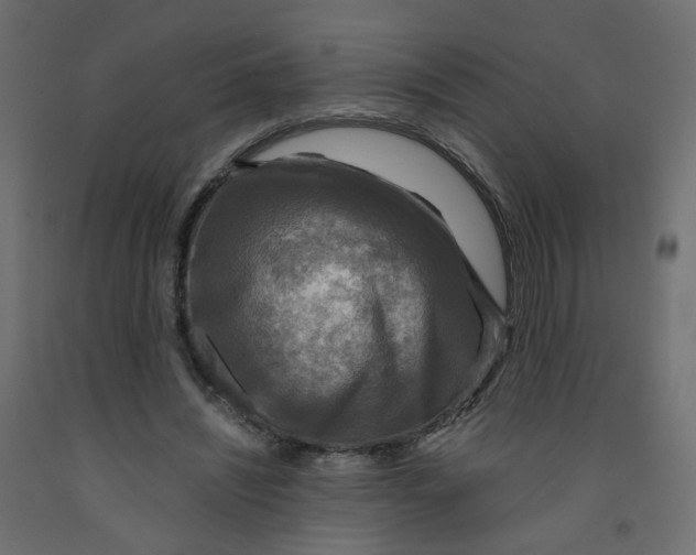 X0000091960444200710041031