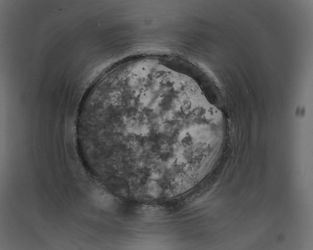 X0000091960487200710041031
