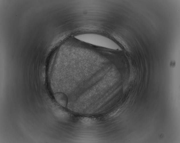 X0000091960494200710041031