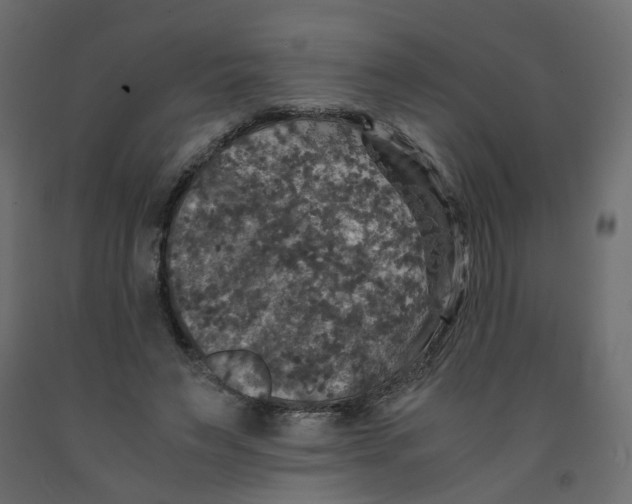 X0000091960495200710041031